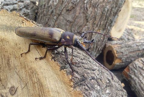 大山鋸天牛|大山锯天牛 Callipogon relictus